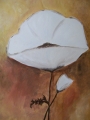 White Poppy